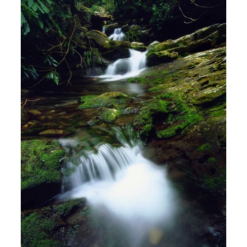 Tennessee, Stream in The Great Smoky Mts